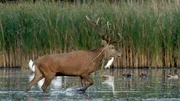 In neuen Feuchtgebieten k&ouml;nnen Rothirsche sich frei bewegen