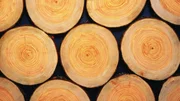 Photography of logs of Japanese cypress, Close Up Photography of logs of Japanese cypress, Close Up