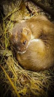 Wiesel wurden nach Neuseeland gebracht, um der Kaninchenplage auf den Inseln Herr zu werden. Viele kamen damals aus Lincolnshire in Großbritannien. Die Verwüstung, die sie auch unter den einheimischen Tierarten hinterließen, machte bald klar, dass Wiesel zu den gefährlichsten von Europäern eingeschleppten Tierarten zählen. Wiesel wurden nach Neuseeland gebracht, um der Kaninchenplage auf den Inseln Herr zu werden. Viele kamen damals aus Lincolnshire in Großbritannien. Die Verwüstung, die sie auch unter den einheimischen Tierarten hinterließen, machte bald klar, dass Wiesel zu den gefährlichsten von Europäern eingeschleppten Tierarten zählen.
