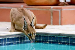 Die Karakal-Katzen dringen immer weiter in menschliche Ansiedlungen vor &ndash; so wie dieses Weibchen, das aus einem Swimmingpool trinkt.