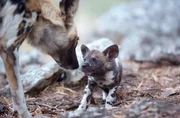 Mutter Wildhund und einer ihrer Welpen beschnuppern einander.