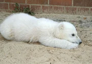 Star des Berliner Zoos: Knut, der kleine Eisbär. Star des Berliner Zoos: Knut, der kleine Eisbär.