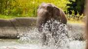 Der kleine Assam ist die Wasserratte der Elefantenherde – fast täglich nimmt er ein Bad.