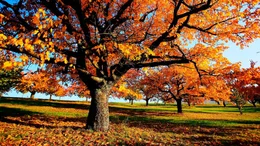 B&auml;ume im Herbst.