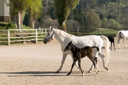 Lipizzaner im Gest&uuml;t.