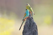 In Australien sitzt ein Paar Goldschultersittiche auf einem Termitenhügel, in dem sich ihr Nest befindet.