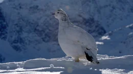 Schneehuhn Henne im Winter.