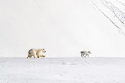 Ein Eisbär versucht, ein Spitzbergen-Rentier zu jagen, weil das Meereis immer später zufriert und die Bären sich neue Nahrungsquellen erschließen müssen.