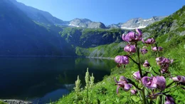Rotg&uuml;ldensee mit T&uuml;rkenbund Lilie.