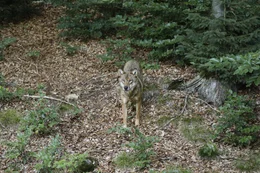 Ein Wolfsr&uuml;de aus dem Nationalpark Bayerischer Wald im Tierfreigel&auml;nde Haus zur Wildnis Ludwigsthal.