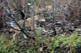 Scheues Raubtier: Jahrhundertelang galt der Wolf in Europa als so gut wie ausgerottet &ndash; nun fasst er in Mitteleuropa wieder Fu&szlig;.