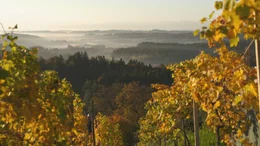 Weingarten im Herbst.
