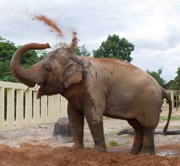 Elefant Kaavan genie&szlig;t sein erstes Sandbad in seinem neuen Zuhause, einem Refugium f&uuml;r Wildtiere in Kambodscha.