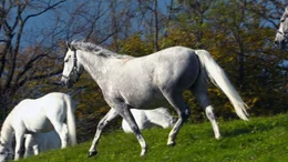 Lipizzaner auf der Alm.