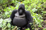 Tierpflegerin Thali aus der Wilhelma kann im Virunga-Nationalpark im Kongo man auf knapp 4000 Meter Höhe, freilebende Gorillas beobachten.