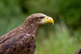 Seeadler