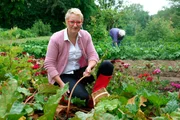 Bayerisches Fernsehen LANDFRAUENKÜCHE, "Ilonka Scheuring - Unterfranken", am Freitag um 19:45 Uhr. Ilonka Scheuring erntet Rhabarber für die Nachspeise.