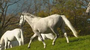 Lipizzaner auf der Alm.