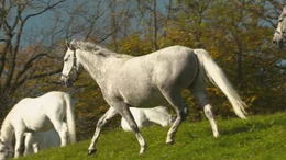 Lipizzaner auf der Alm.