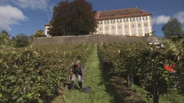 Ernte der blauen Wildbachertraube f&uuml;r den Schilcher-Wein.