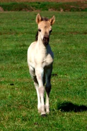 Stutenfohlen dürfen ihr ganzes Leben in der Mutterherde genießen. Hengstfohlen dagegen werden als Zweijährige aus der Herde heraus gefangen.