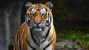 Endlich: Tiger Yasha kommt im Tierpark Hagenbeck an.