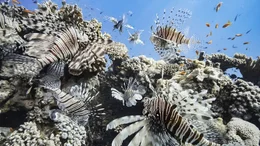 Lionfish.