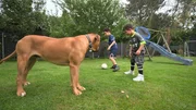 XXL-Ridgeback Ramos mit Can und Ilyas.