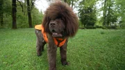 Neufundländer Elliot