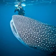 Rolf J. Möltgen filmt einen Walhai im mexikanischen Revillagigedo-Archipel.