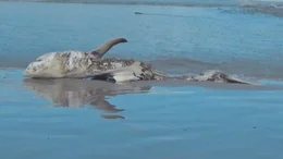 Killer of the Great White
