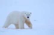 Der Eisbär ist die größte Bärenart auf der Erde. Weiteres Bildmaterial finden Sie unter www.br-foto.de. Der Eisbär ist die größte Bärenart auf der Erde. Weiteres Bildmaterial finden Sie unter www.br-foto.de.
