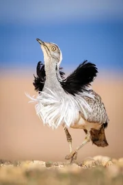 Kragentrappe (Hubara).