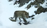 Die abgelegenen und schwer zugänglichen Täler des Kaukasus sind die Heimat des Persischen Leopardens, der seltensten Raubkatze unseres Kontinents.