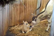 Addax-Antilope Mira mit K&auml;lbchen im Tierpark