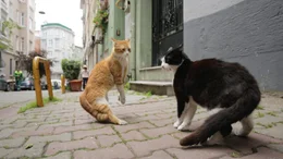 Gamsiz (r.) schreckt vor Konfrontantionen mit anderen Katzen nicht zur&uuml;ck.