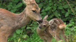 Universum: "Kitz & Co - Die Kunst des Verschwindens", Warum hat ein Rehkitz wei&szlig;e Flecken - und warum verschwinden sie, wenn es &auml;lter wird? Wieso sind Frischlinge gestreift und erwachsene Wildschweine nicht? Es sind ausgefeilte Tarnstrategien, die Kitz & Co das &Uuml;berleben in der Natur sichern sollen. Universum-Regisseur Kurt M&uuml;ndl begleitet das Heranwachsen eines Rehkitzes und zeigt, wie Tierkinder das Versteckspiel im Wald meisterlich beherrschen.Im Bild: Rehmutter und Kitz.  SENDUNG: ORF2 - SO - 31.12.2017 - 17:05 UHR. - Veroeffentlichung fuer Pressezwecke honorarfrei ausschliesslich im Zusammenhang mit oben genannter Sendung oder Veranstaltung des ORF bei Urhebernennung.  Foto: ORF/Kurt M&uuml;ndl Film/Franz Cee.  Anderweitige Verwendung honorarpflichtig und nur nach schriftlicher Genehmigung der ORF-Fotoredaktion.  Copyright: ORF, Wuerzburggasse 30, A-1136 Wien, Tel. +43-(0)1-87878-13606