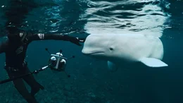 2019 taucht in norwegischen Gew&auml;ssern ein Beluga-Wal auf, der russisches Kamera-Geschirr tr&auml;gt. Ein Forscher und seine Tochter begleiten den zutraulichen Wal, der Hvaldimir getauft wird, um herauszufinden, wof&uuml;r er trainiert wurde.  +++ Die Verwendung des sendungsbezogenen Materials ist nur mit dem Hinweis und Verlinkung auf RTL+ gestattet. +++