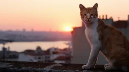 Kamil - Eine Stra&szlig;enkatze mit Charakter.