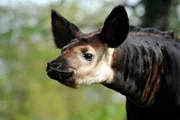 Okapi-M&auml;dchen Bashira ist in den letzten Wochen kr&auml;ftig geworden. Kurz nach ihrer Geburt wog es 21,5 Kilogramm. Mittlerweile bringt Bashira das Sechsfache ihres Anfangsgewichts auf die Waage!