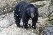 Ein Schwarzbär auf einem Felsen neben einem Wasserfall.