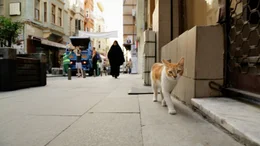 Sari - Die Gaunerin streifen t&auml;glich durch die Stra&szlig;en von Istanbul.