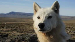 A wolf A wolf