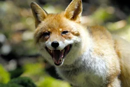 Fressfeind f&uuml;r ein neugeborenes Hirschkalb ist der Fuchs.