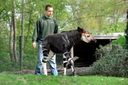 Tierpfleger Steffen Ernst mit Okapi-Kind Bashira