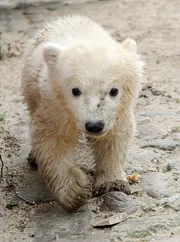 Star des Zoos Berlin: Knut, der kleine Eisbär. Star des Zoos Berlin: Knut, der kleine Eisbär.