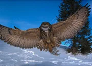 Sch&ouml;ne Fl&uuml;gelzeichnung beim Uhu