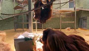 Was da wohl drin ist? Beschäftigungsüberraschung für die Orang-Utans im Affenhaus des Berliner Zoo.