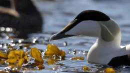 A duck A duck