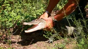 Crocodile Crocodile